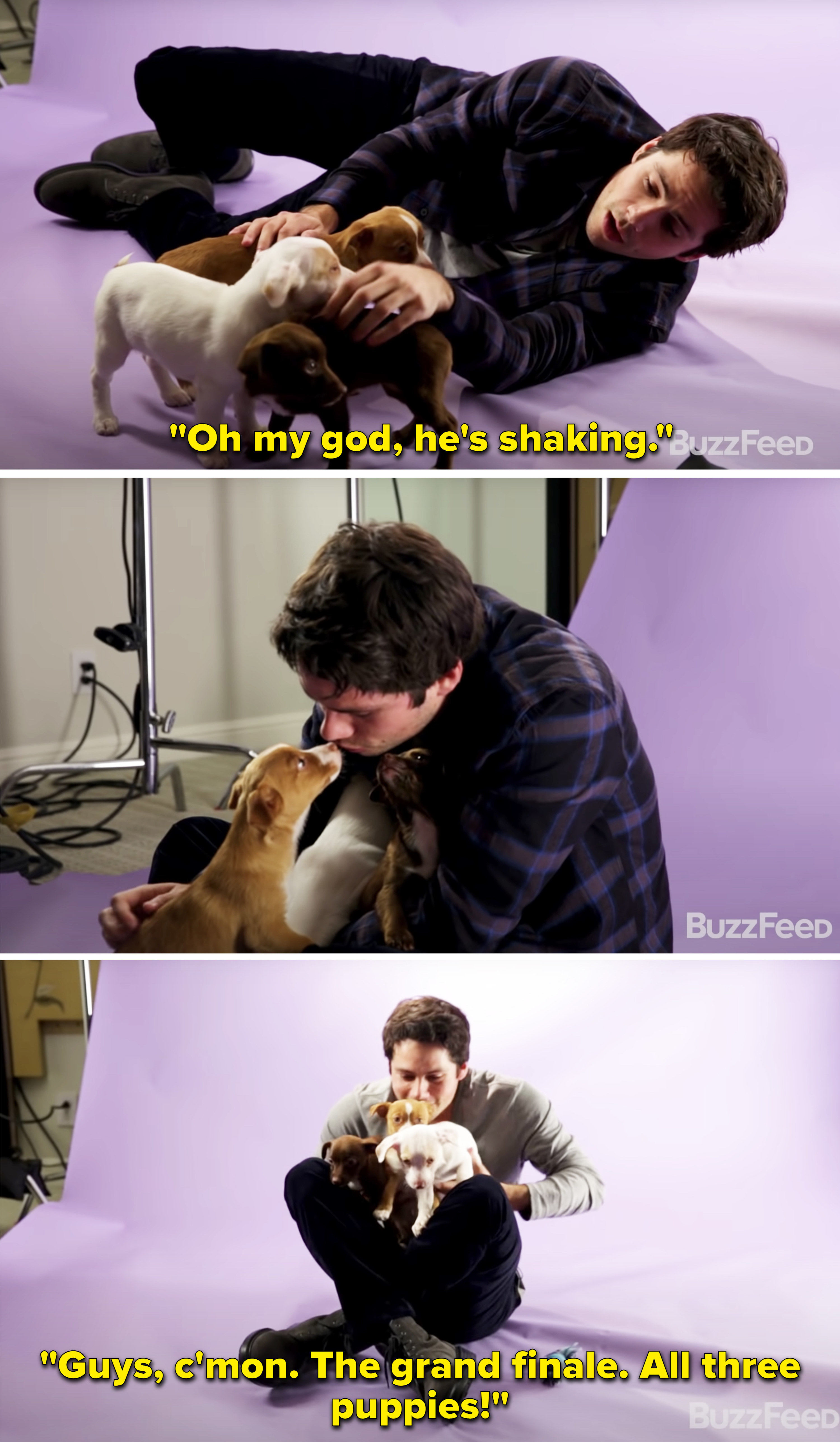 Dylan cuddling puppies
