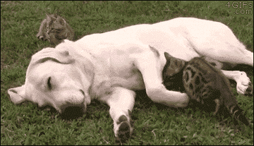 cat snuggling with a dog