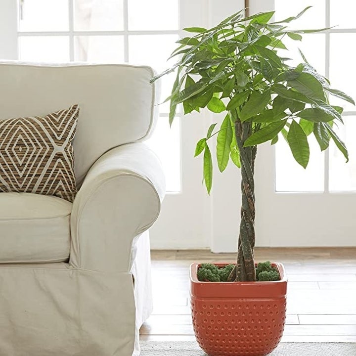 a large potted money tree sitting on the floor next to a sofa
