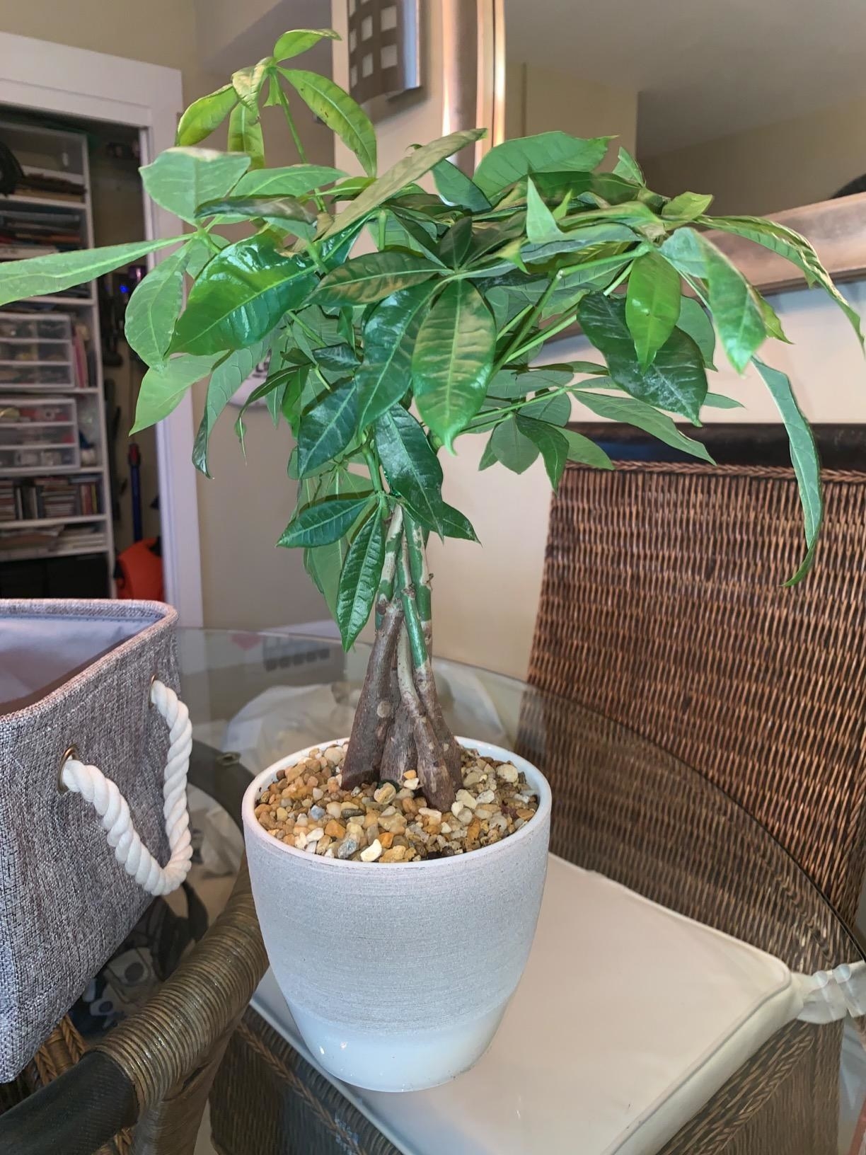 a reviewer photo of a medium-sized money tree sitting on a table in a gray pot