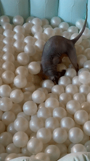gif of my cats playing inside the ball pit looking for snacks