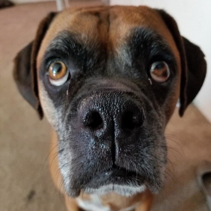 the same dog with a moisturized nose