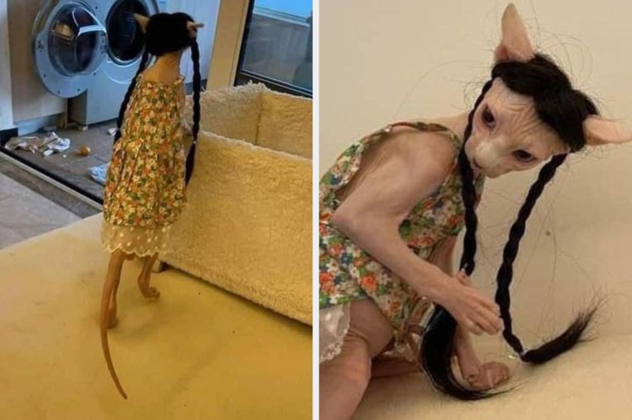 A sphinx cat in a dress and wig