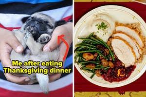 a sleepy pug puppy on the left and a thanksgiving dinner plate on the right