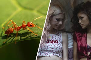 An ant rests on a leaf and a close up of Jules as she lays in bed with Rue in the show "Euphoria"