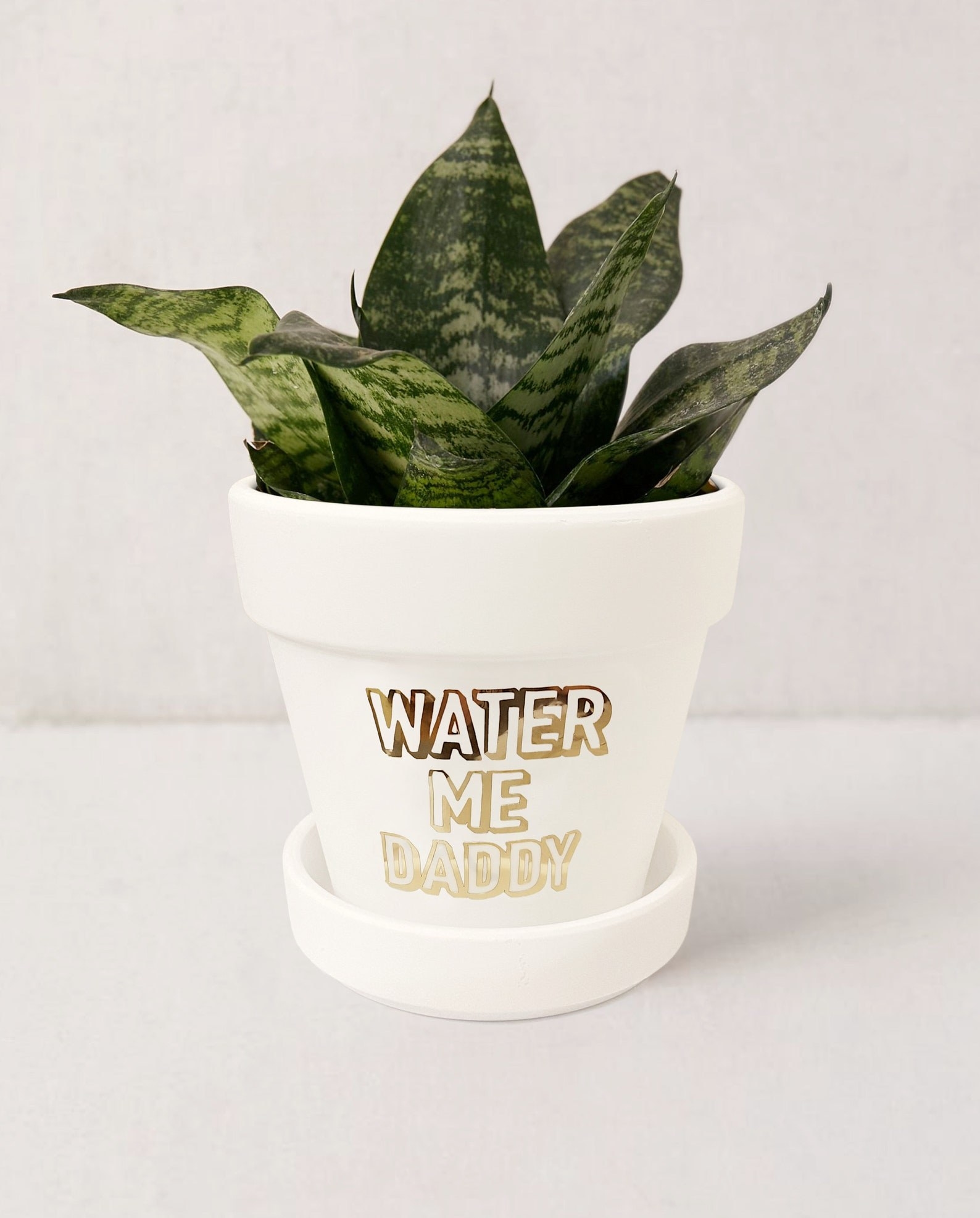 The white planter that says "water me daddy" in gold foil font