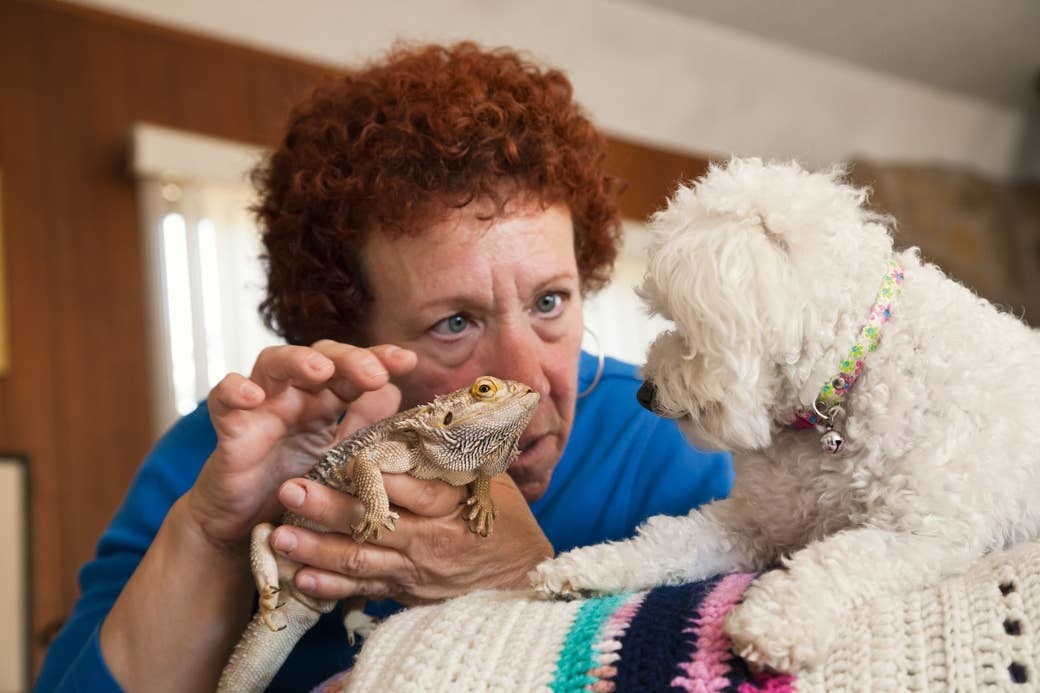 An older woman holding a lizard and showing it to a white poodle