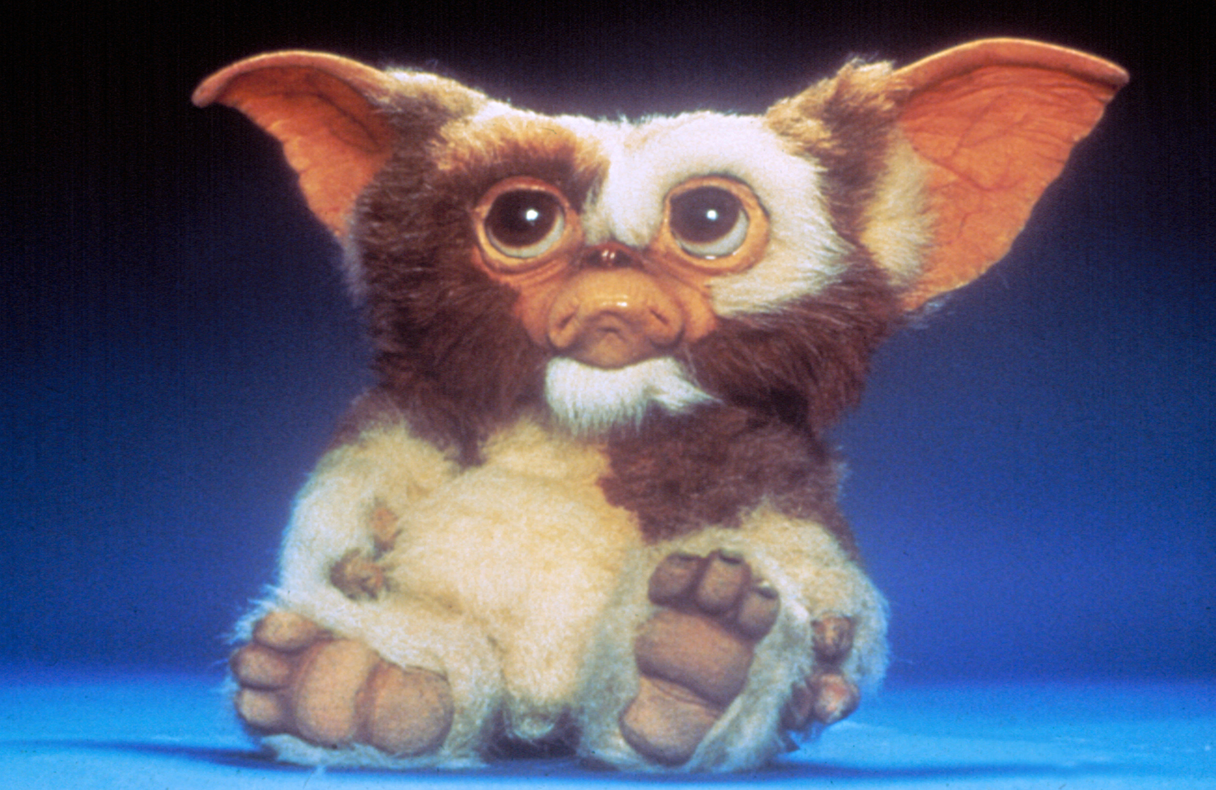 Image of Gizmo with blue background