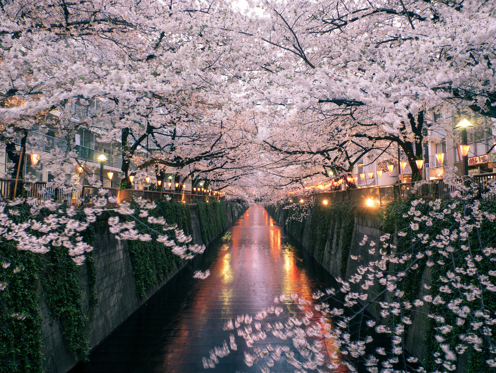 东京的樱花在河岸上。