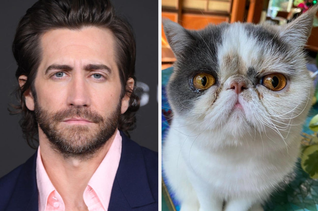 Jake Gyllenhaal, and his alleged cat