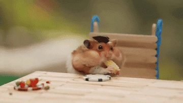 A hamster eating a tiny cob of corn