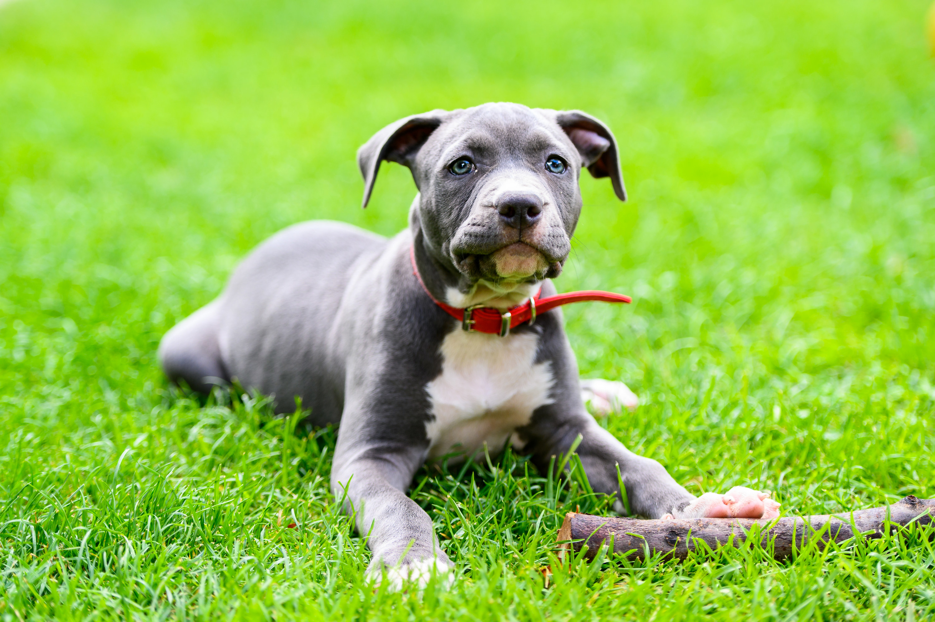 pitbull puppy in grass