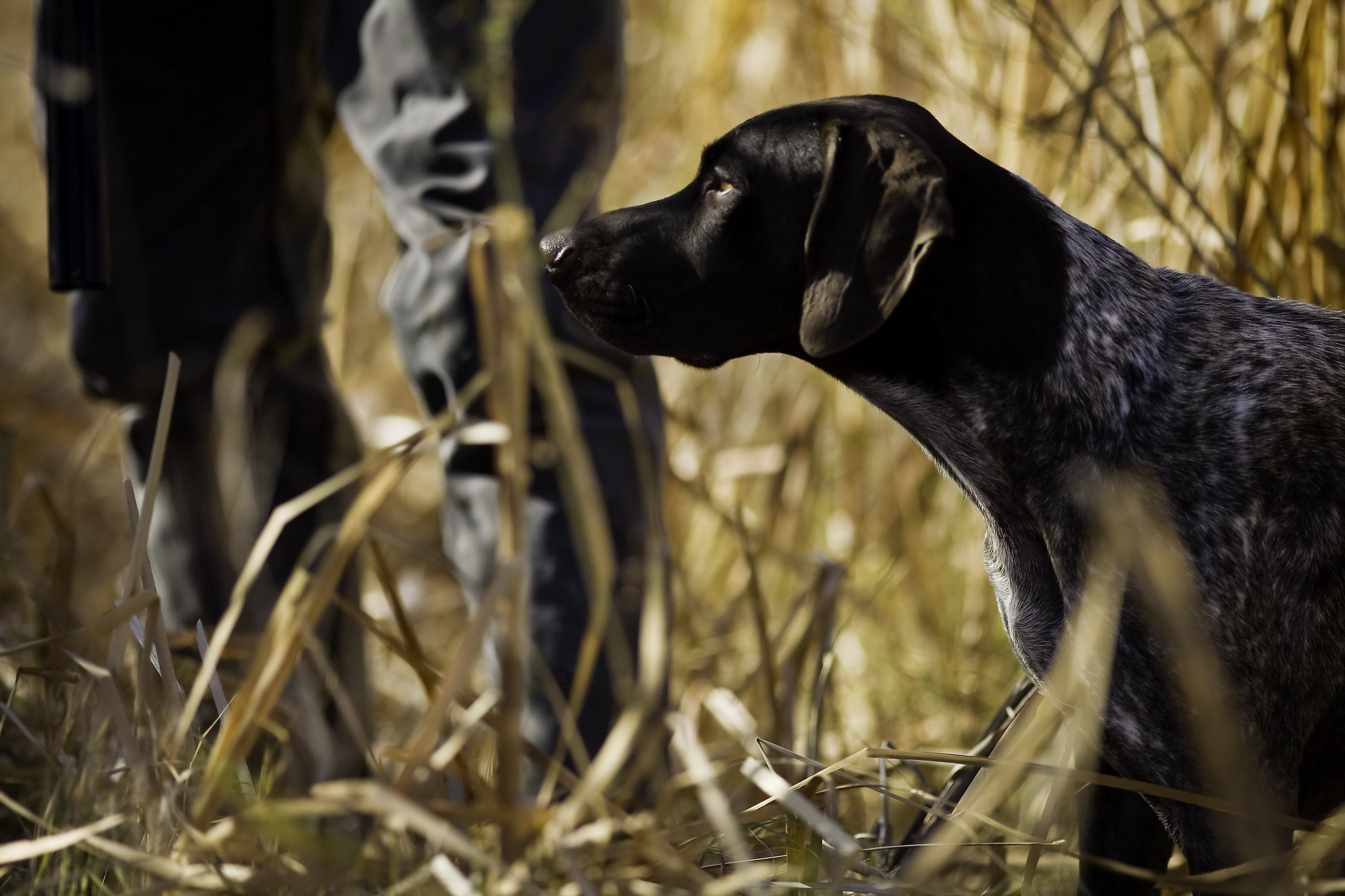 A dog stands next to someone&#x27;s legs in a field of tall grass