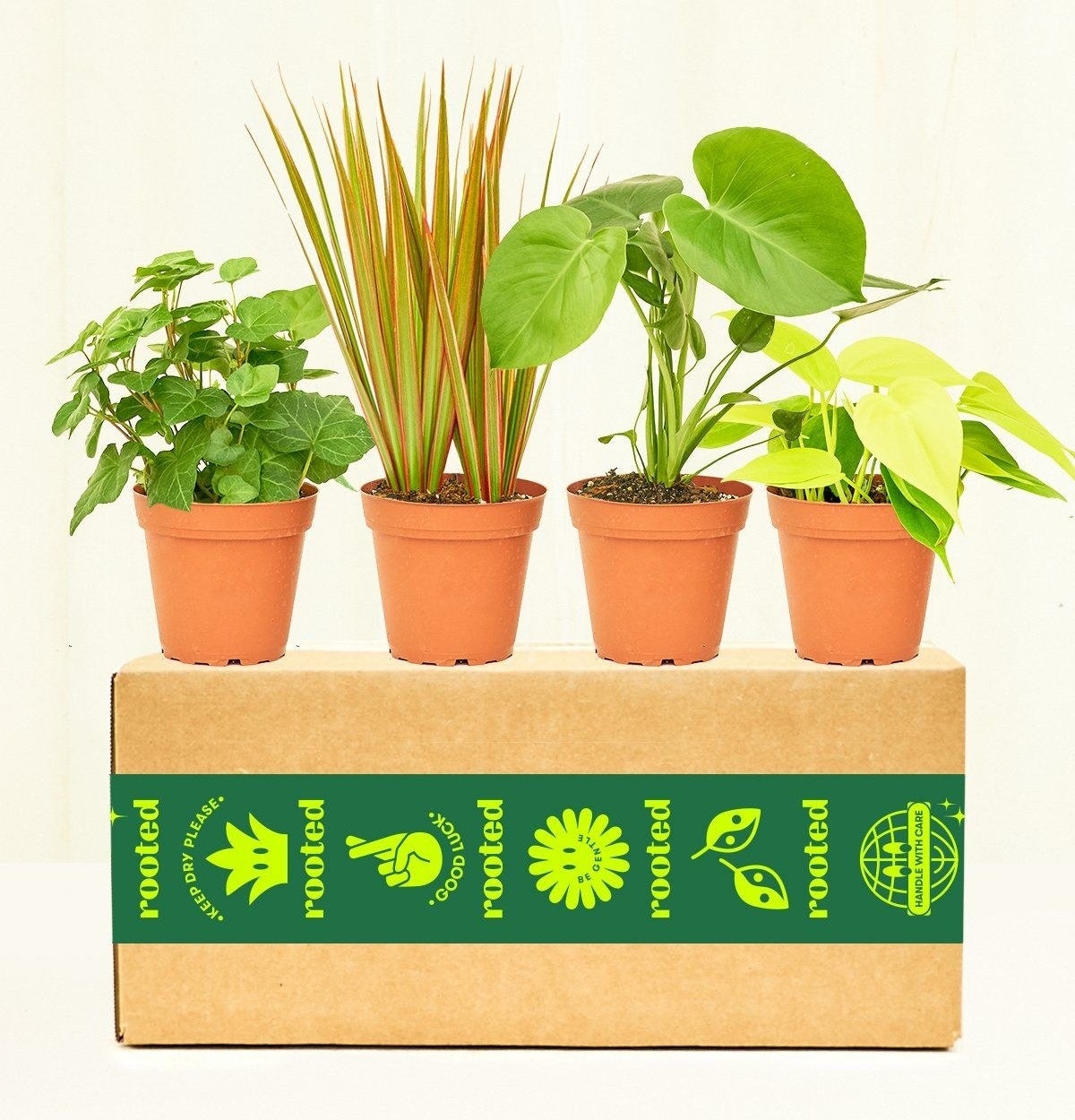a shipping box with four small potted house plants sitting on top