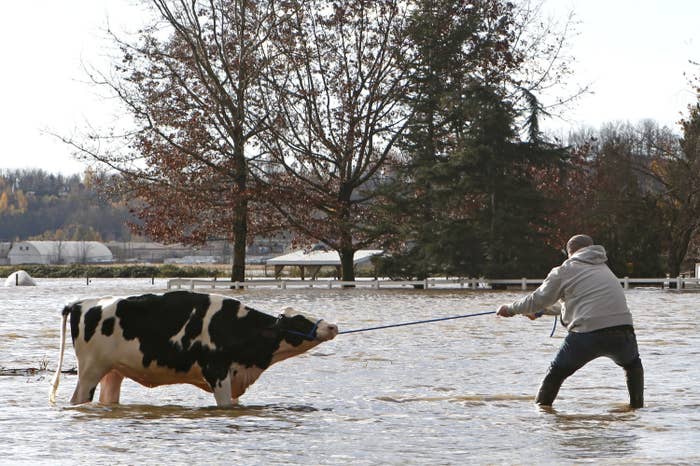 a photo of a man pulling a cow with a rope through a flooded street
