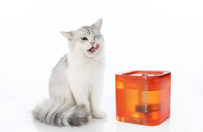 White cat licking whiskers sitting next to water fountain for pets