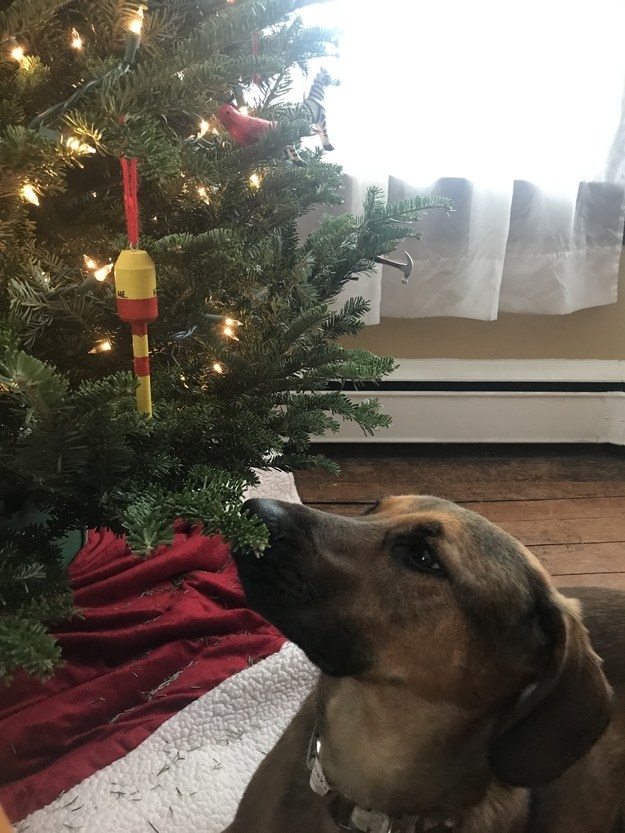 Commenter&#x27;s dog sniffing a Christmas tree