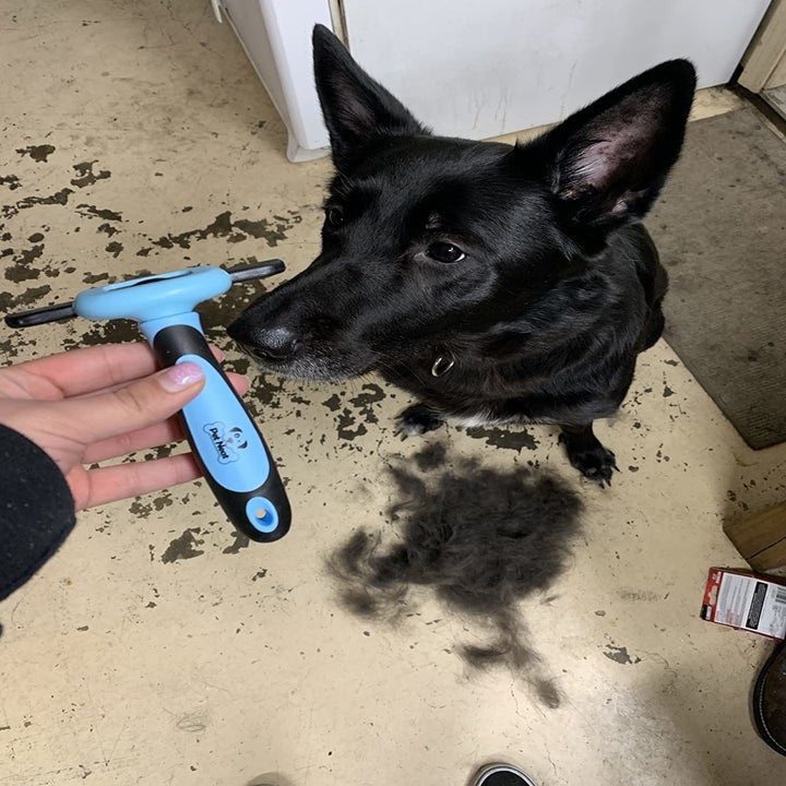 reviewer holds blue grooming brush in front of black dog and pile of fur
