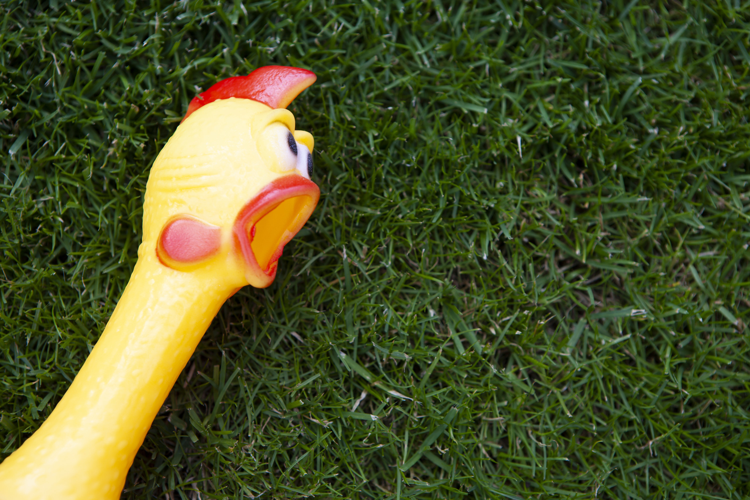 Rubber chicken laying in the grass.