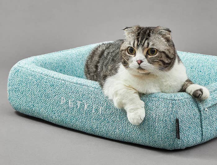 Gray and white cat relaxing inside pet bed