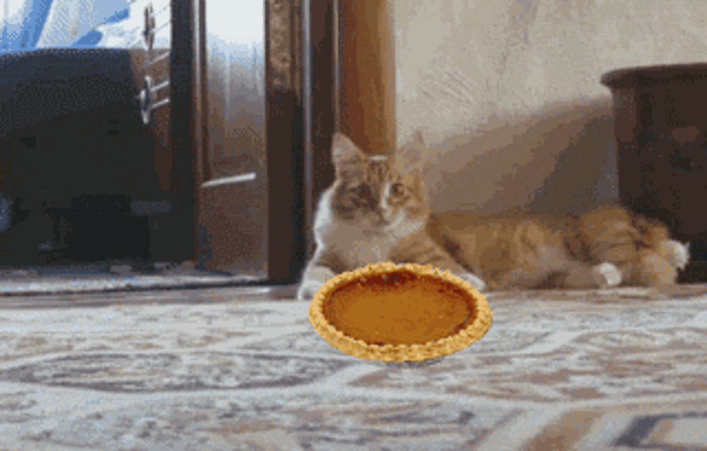 Cat standing up with animated pie, saying &quot;no, my pie!&quot;