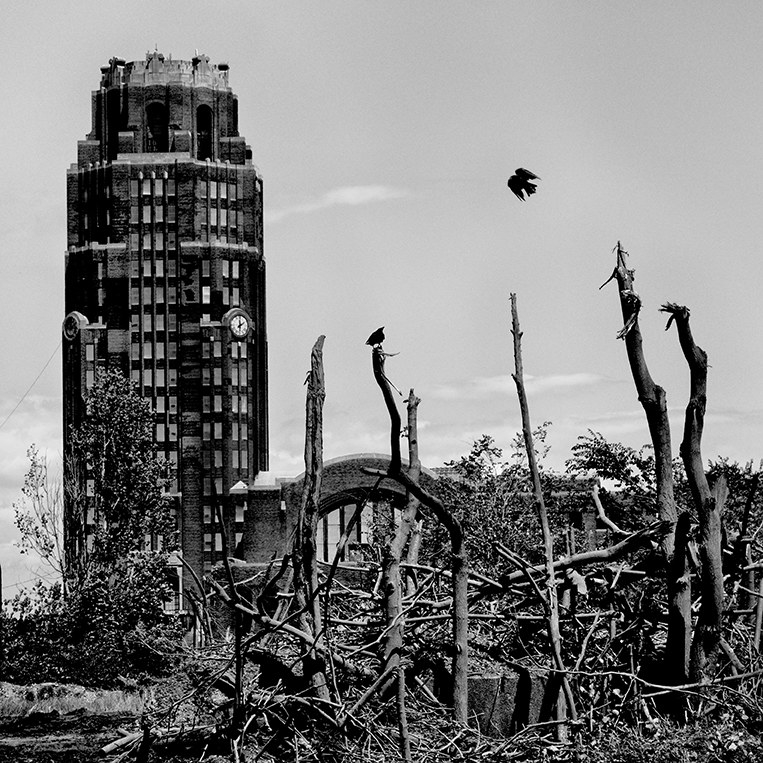 Birds roost and fly over dead trees