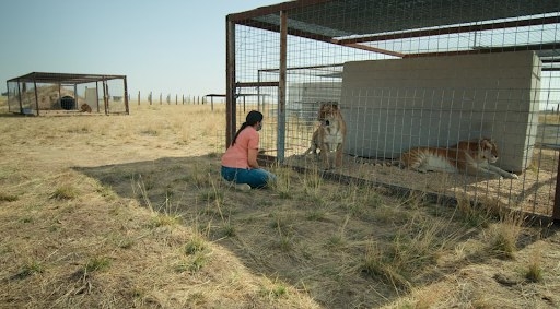 a large outdoor cage with tigers