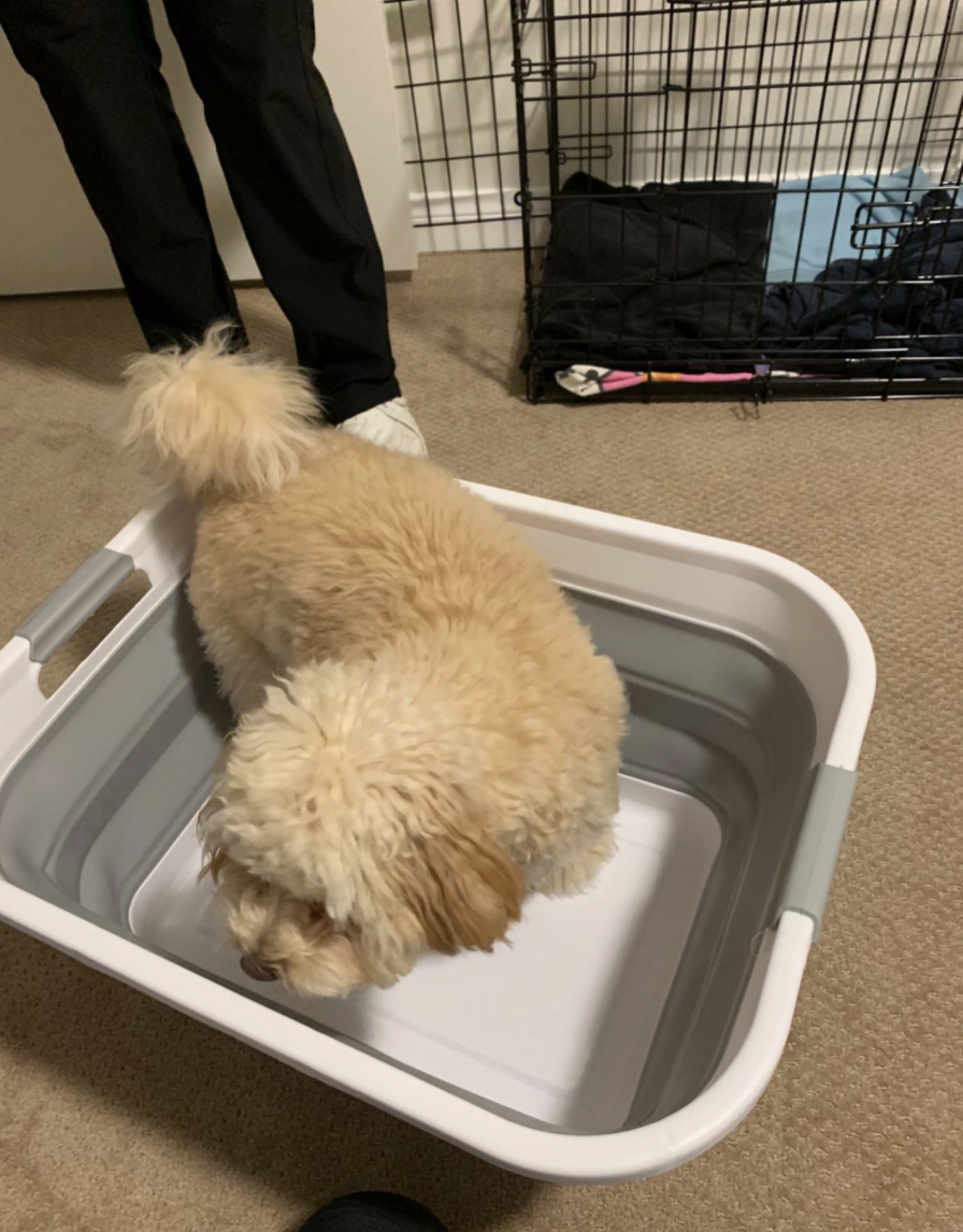 A reviewer&#x27;s dog in the laundry basket