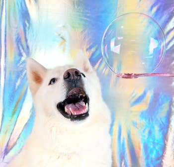 A dog smiling at one of the bubbles