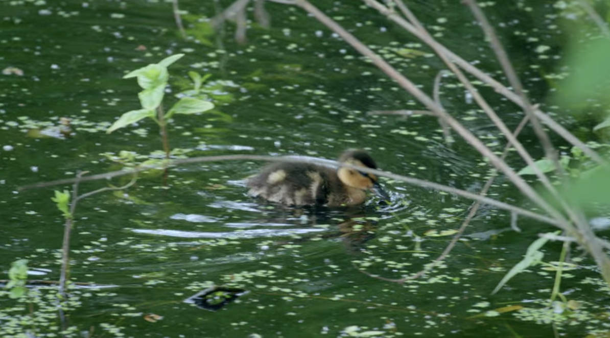 a baby duck in the water