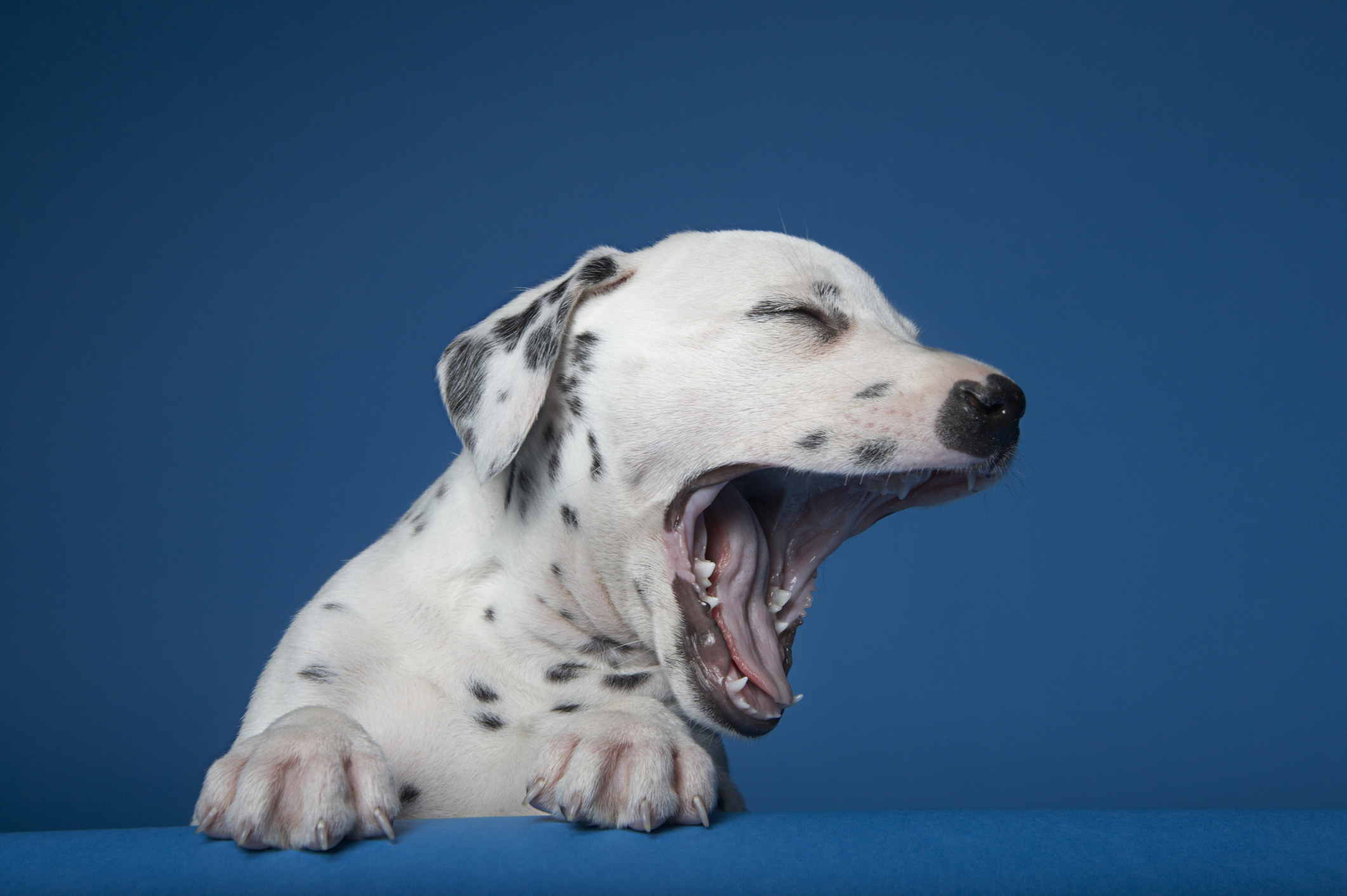 dalmatian puppy yawning