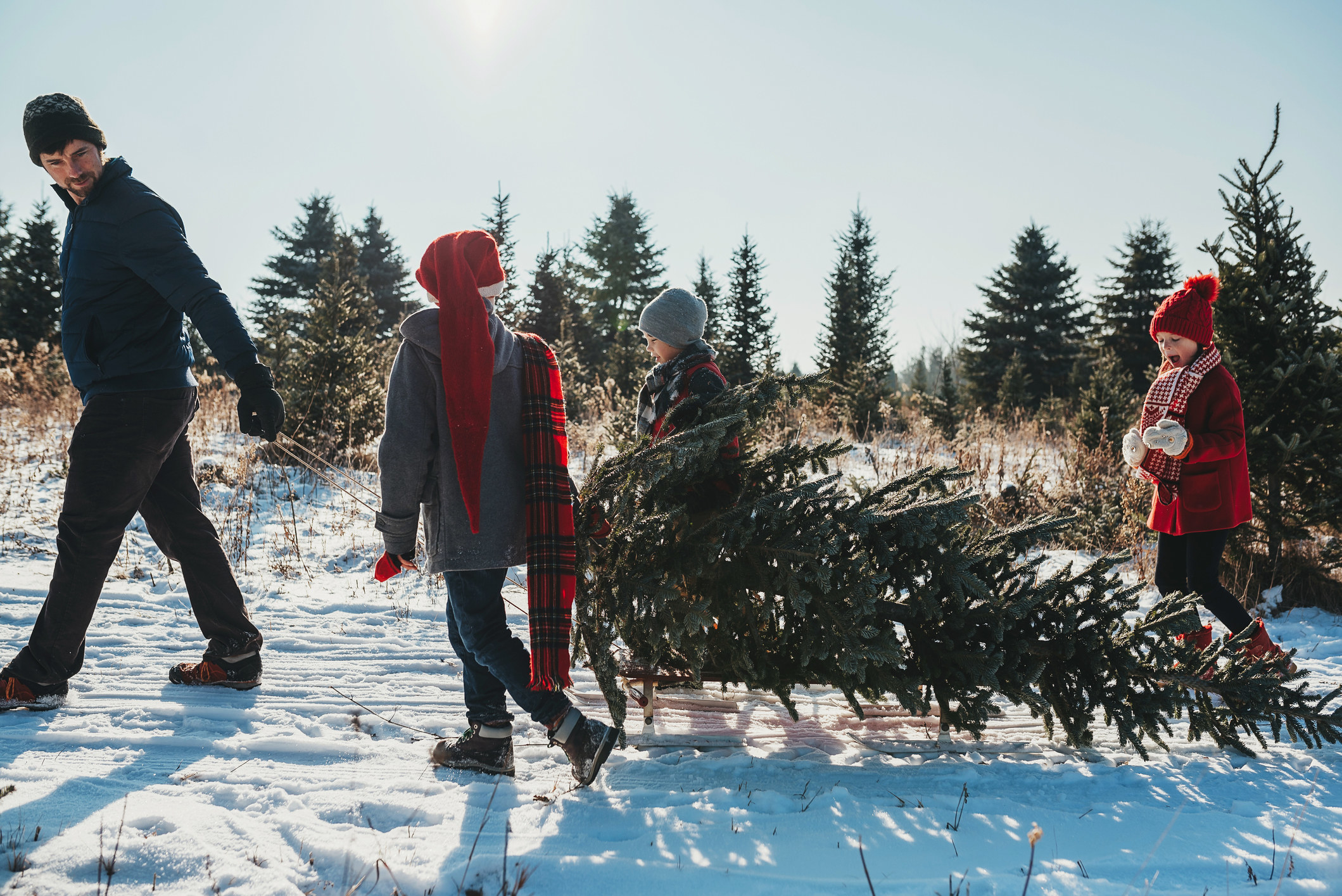 A family with children walks with a cut-down Christmas tree on a sled.