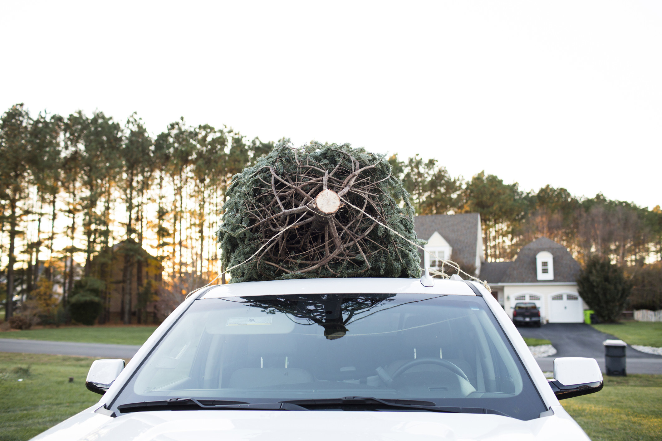 A Christmas tree strapped to the roof of a car.