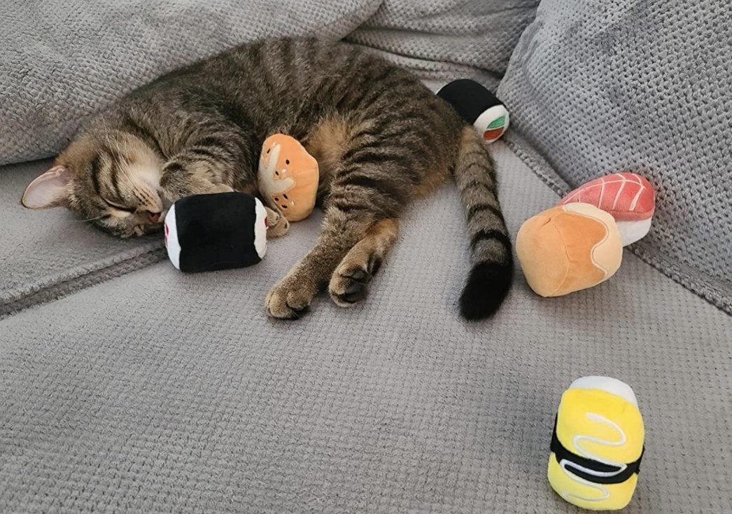 reviewer&#x27;s cat sleeping with the sushi toy set
