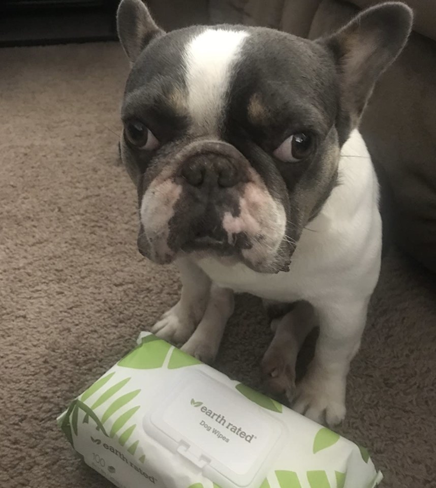 reviewer photo of their French Bulldog standing next tot he package of Earth Rated Dog Wipes