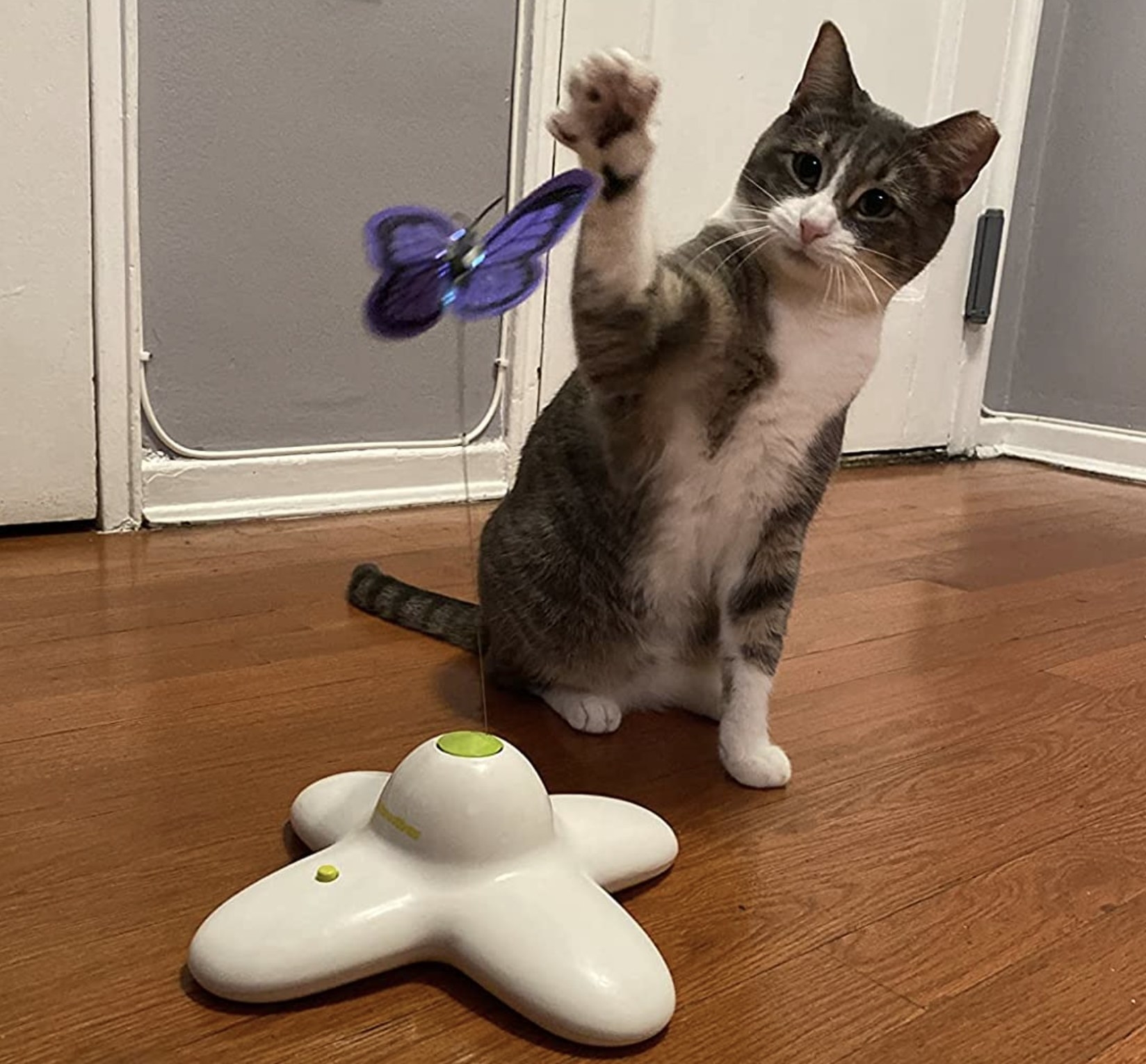 reviewer&#x27;s cat playing with the butterfly toy