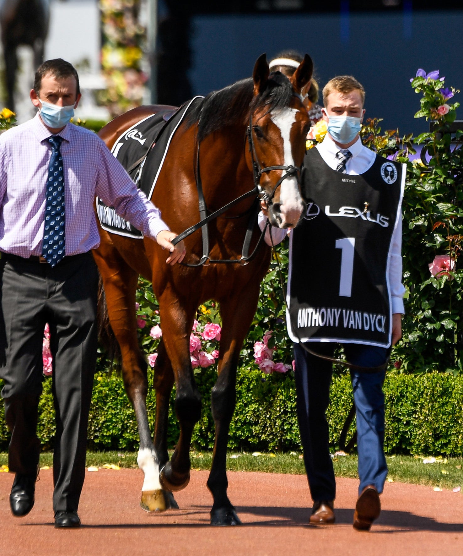 Horses in the mounting before the Lexus Melbourne Cup on Melbourne Cup Day at Flemington Racecourse on November 03, 2020 in Flemington, Australia.