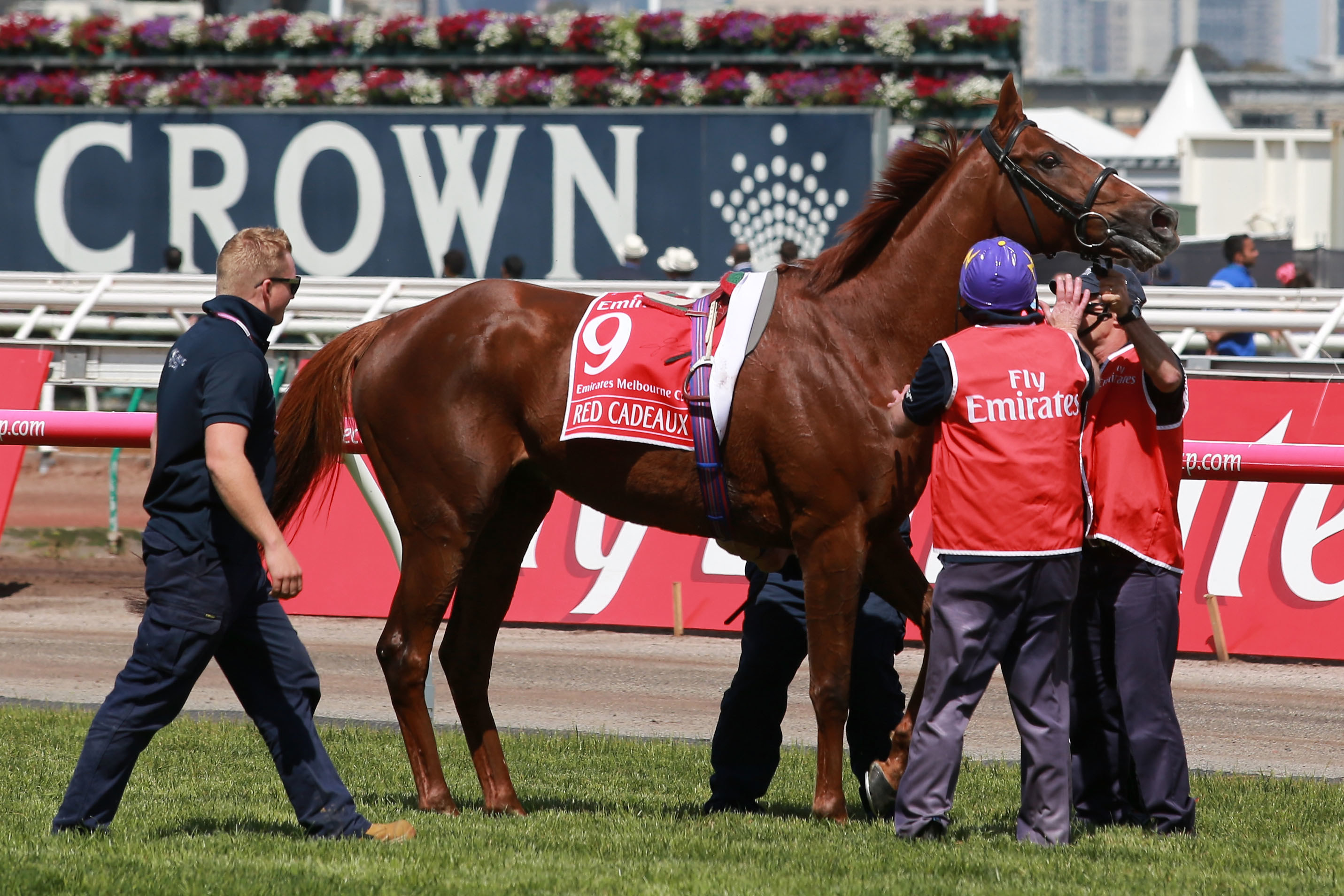 Red Cadeaux, riden by Gerald Mosse, is attended to by track staff after breaking down during race seven, the Melbourne Cup on Melbourne Cup Day at Flemington Racecourse on November 3, 2015 in Melbourne, Australia.