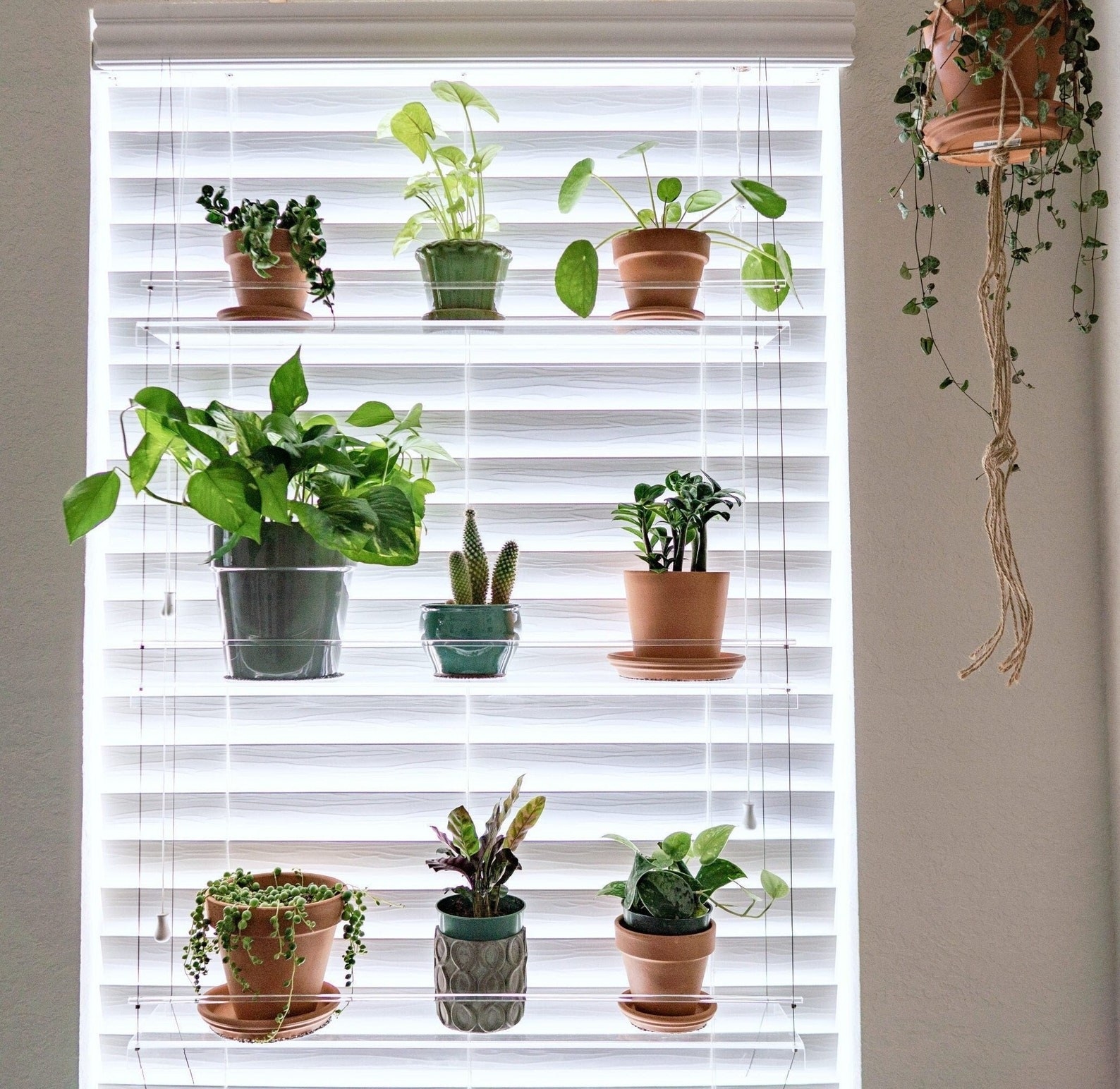 several plants resting on the window shelves