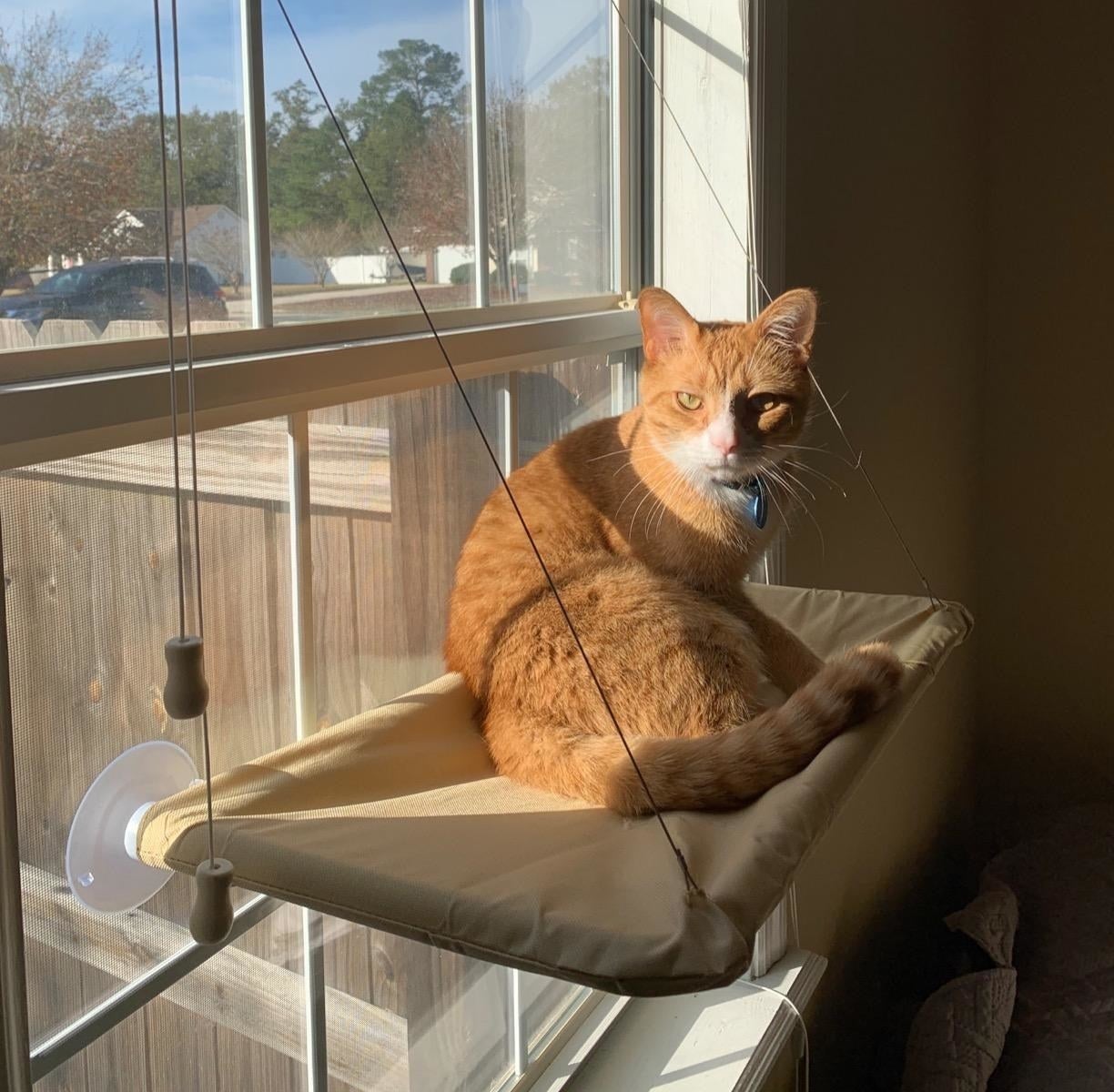 Reviewer photo of a cat on a hammock