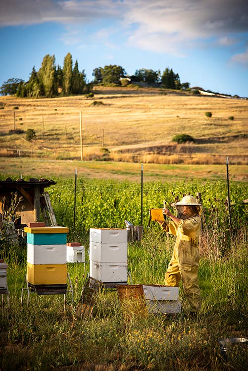 a beekeeper tending to beehives in a field