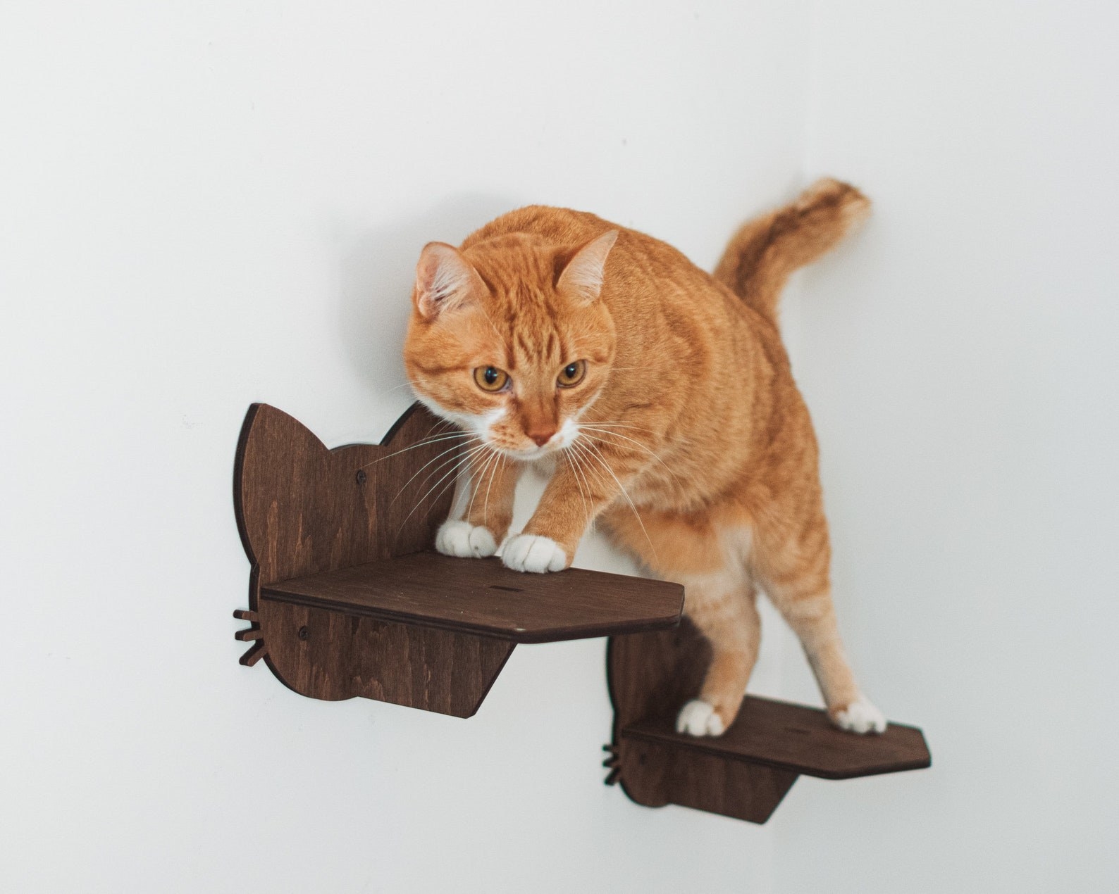 An orange cat climbing the wood steps mounted to the wall