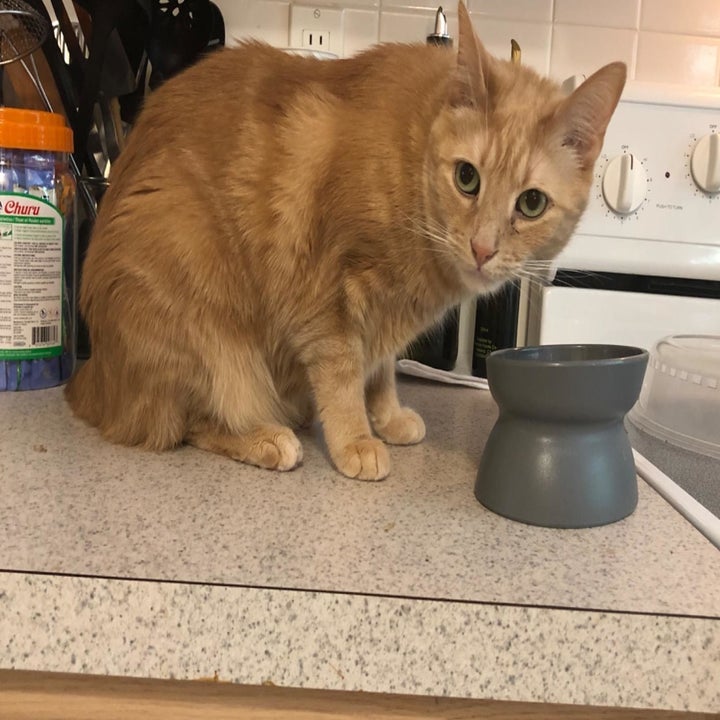 Reviewer photo of a cat eating out of a gray food bowl