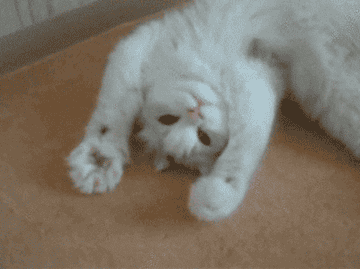 GIF of a cat on his back, moving his paws