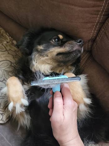 hand holds blue grooming brush with fur above fluffy small dog