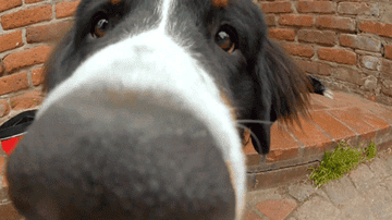 Close up of a dog smelling something