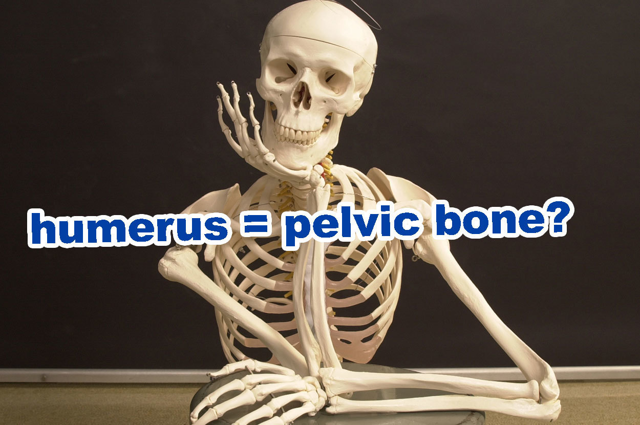 Bone Anatomy Quiz