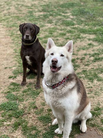 A reviewer's two dog at the park, looking adorable and directly at the camera