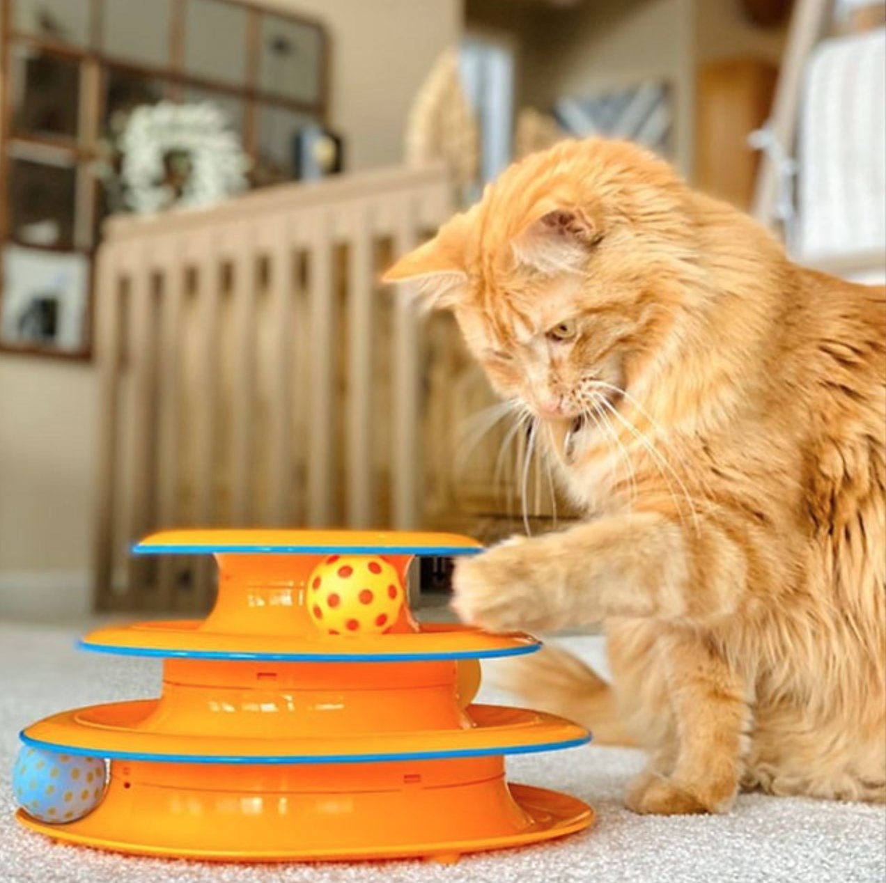 an orange cat playing with the track toy