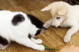 A cat and a dog are playing with a piece of grass.